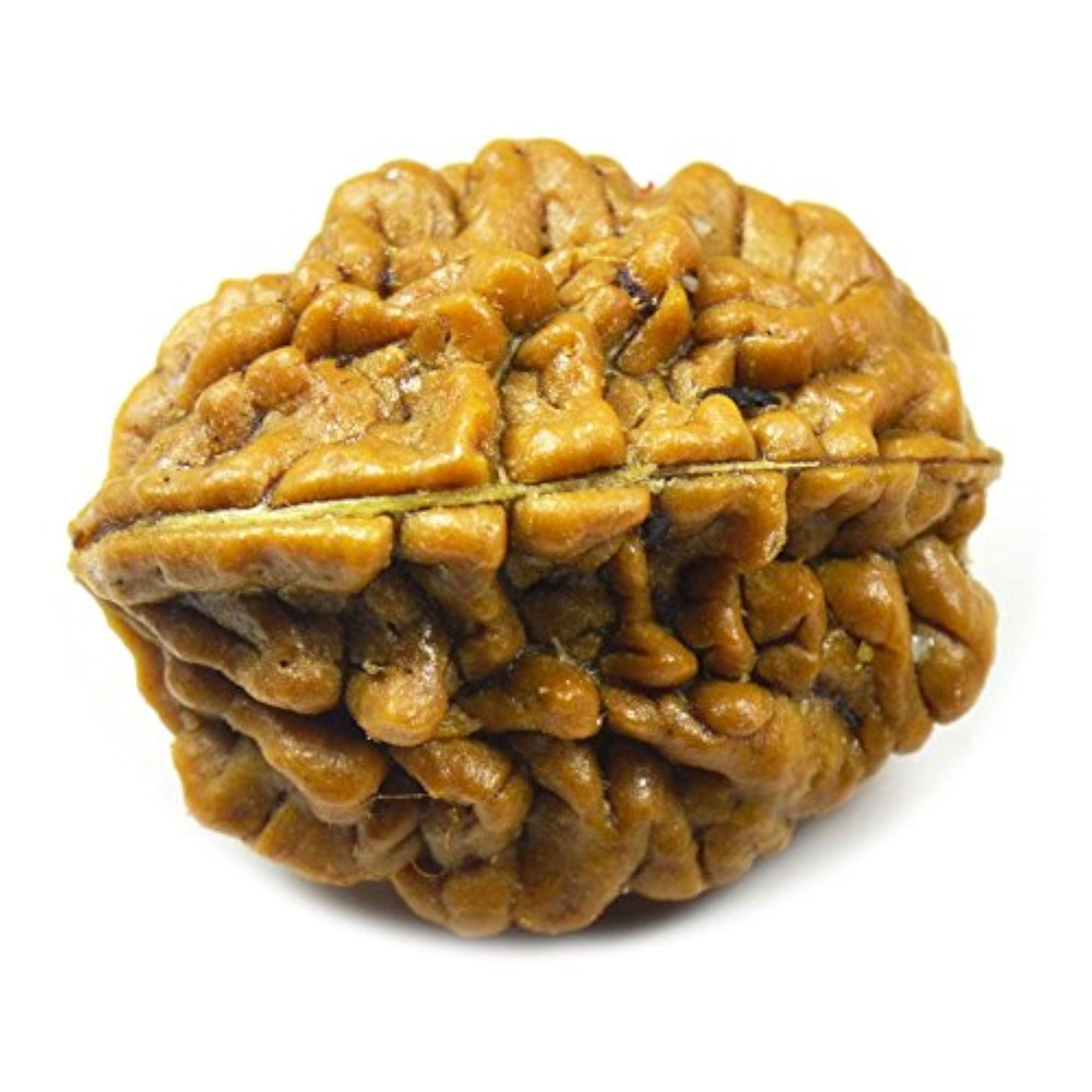Natural 2 Mukhi Nepali Rudraksha Bead, Wholesale