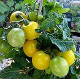 Flora Gold Micro Dwarf Tomato Premium Seeds for Planting Packet