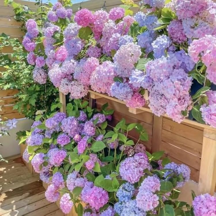 50Pcs Mixed Hydrangea Flower Seeds Colorful Hortensia Garden Seeds for Planting Easy to Grow Mophead Perennial Plants for Home Garden, Patio, Yard, and Landscaping Decoration