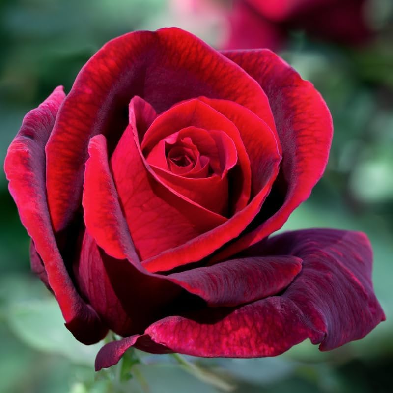 Rose Plant Live, Roses Bush for Outdoor Garden, 5-10 Inch Tall, Ornamental Flowering Shrub with Fragrant Blooms, Ready to Plant (Red Rose)