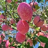 apfelbaum kaufen - exotische gewächshaus balkon garten indoor winterhart mehrjährig 40samen
