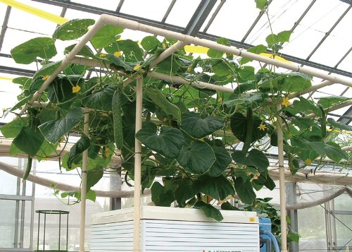 Amazon.co.jp: 協和ハイポニカ 家庭用水耕栽培装置 ホームハイポニカ