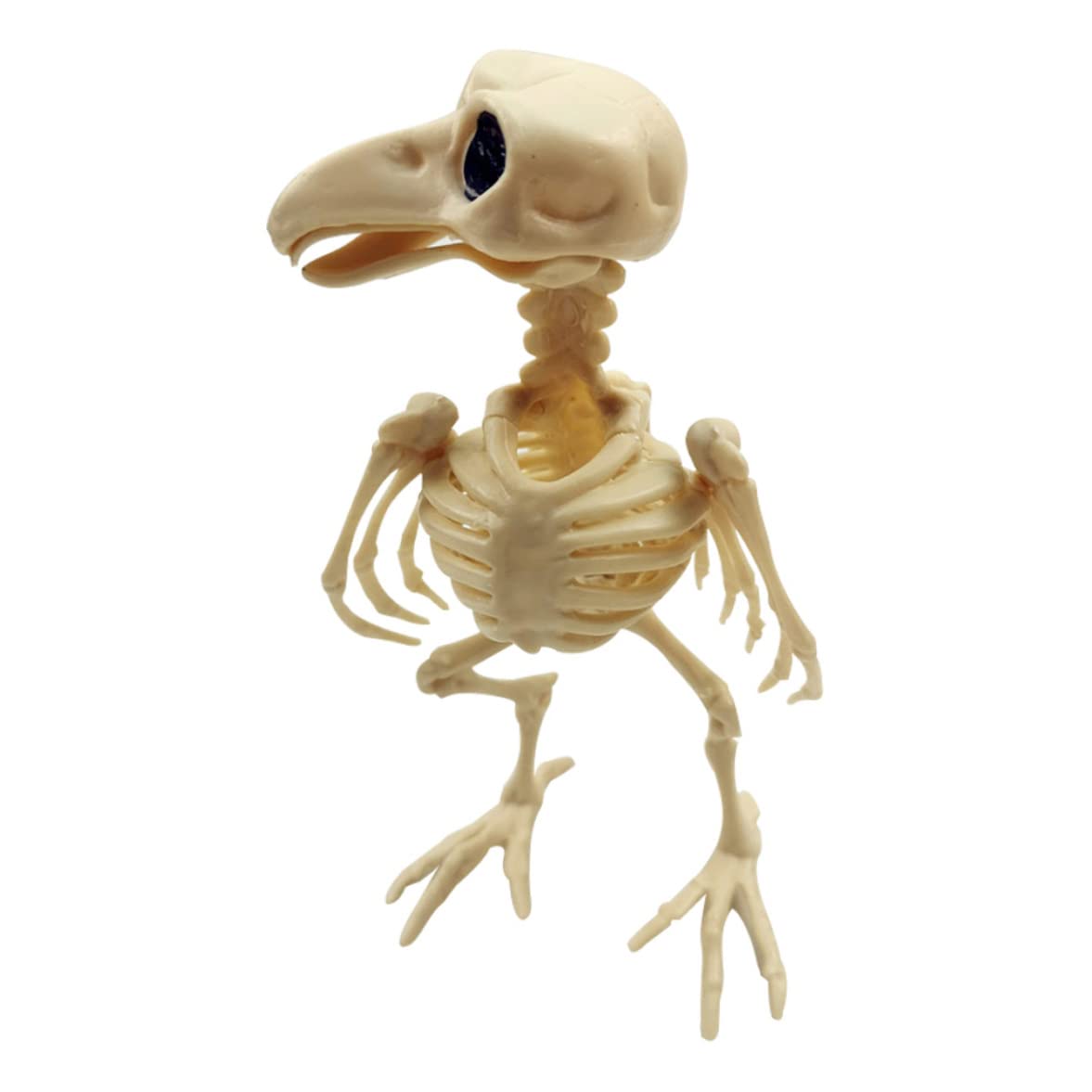 Squelette de corbeau d'Halloween parfait pour créer un décor de maison hantée