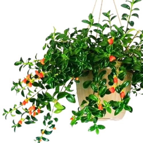 Trailing Goldfish Plant Live Potted 4 Inc, Tropical Goldfish Plant for