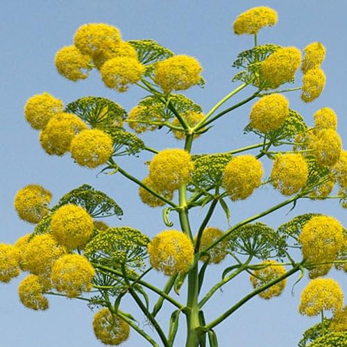 Plant World Seeds - Ferula Communis Seeds (Perennial Flower Seeds)