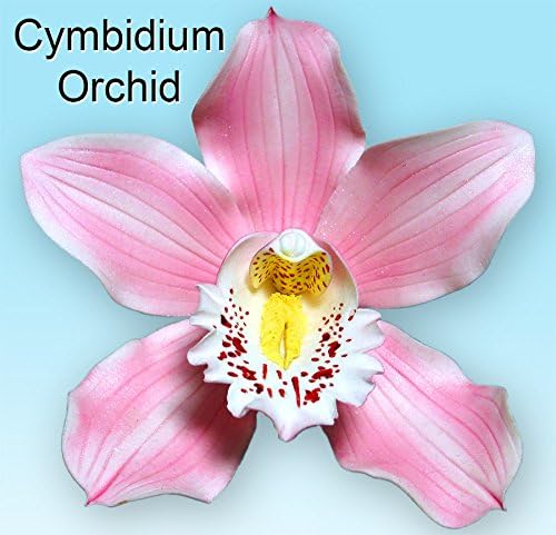 Cymbidium Orchid Cutter Set by WSA