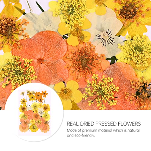40 Piezas Flores Naturales Secas Prensadas Naranjas miniatura 6