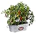 Behrens 0-OV Hot Dipped Galvanized Steel Oval PlanterTub, 5-1/2-Gallon, Silver