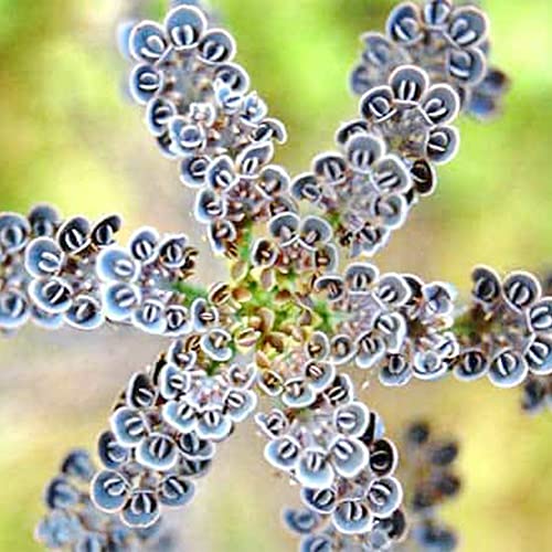 QAUZUY GARDEN 25 Seeds Rare Dark Blue Kalanchoe Flaming Katy Seeds Succulent Flower Seed Striking Tropical Exotic Plant for Garden Home Balcony Office Decor - Thumbnail 4