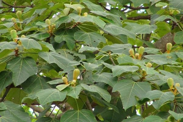 Buy Balsa Tree Seeds Online - Fast Growing & Easy To Plant