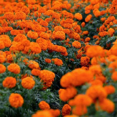 semillas de caléndula tagetes orgánicas de cortadas comprar caléndula silvestres perennes jardín sresistentes para jardín 500pcs