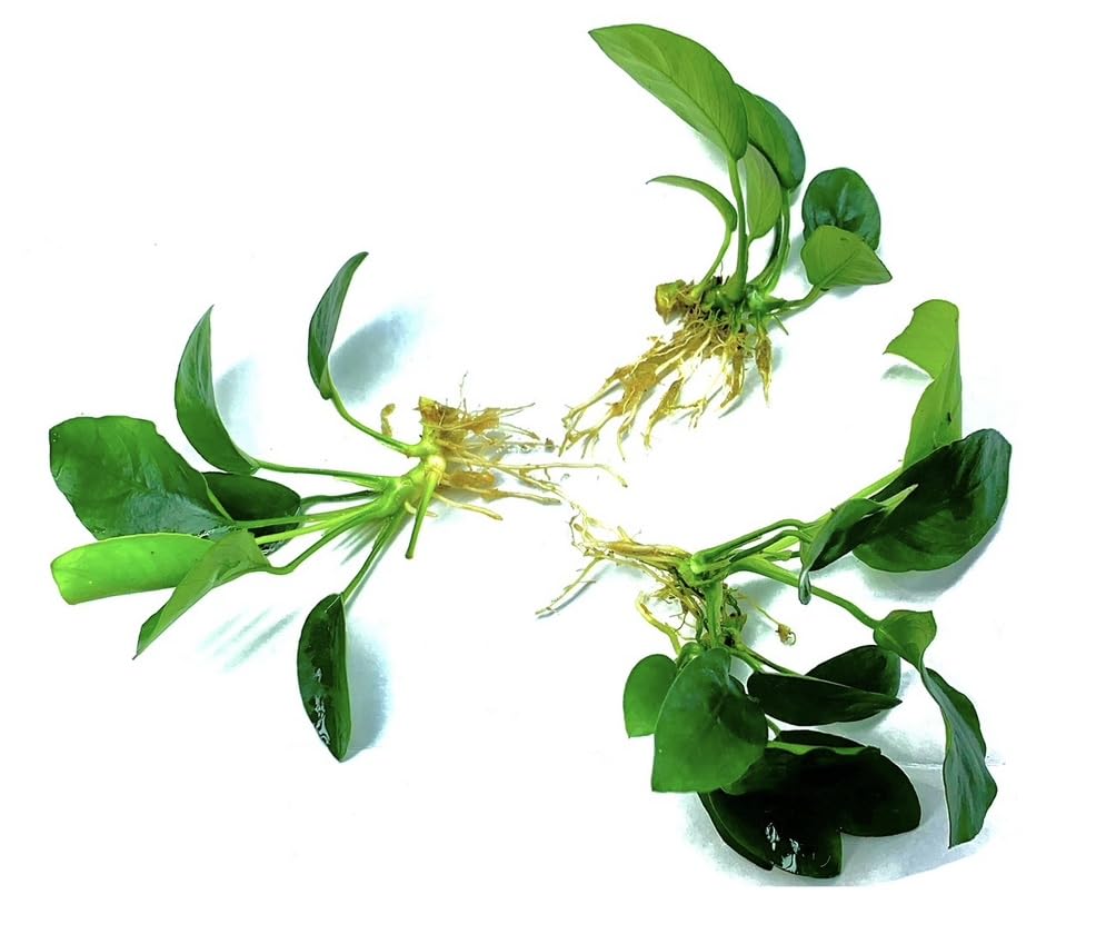 Marcus Fish Tanks 3X Anubias Barteri