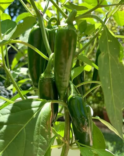 Image of Jalapeno Seeds for Planting in Home Kitchen Garden | Pack of 25-30 Seeds (Jalapeno)