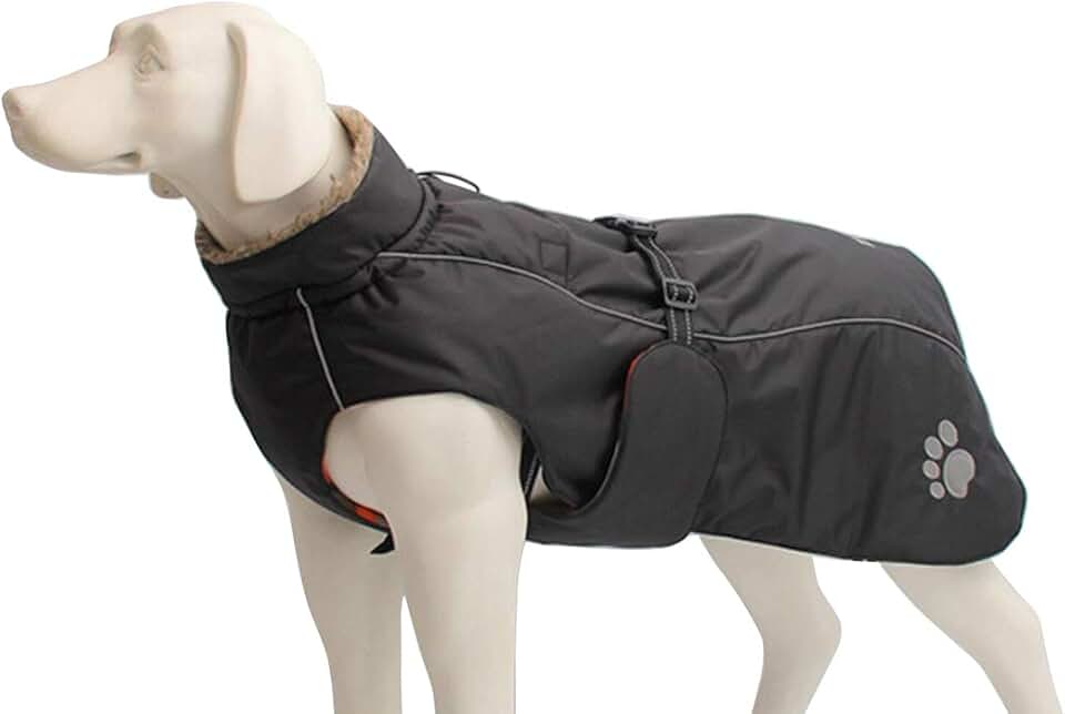 Amazon.co.uk cocker spaniel coat