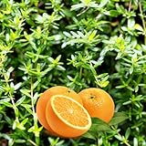30 Orange Thyme Orangelo Thymus Vulgaris Fragrantissimus Culinary Herb Seeds