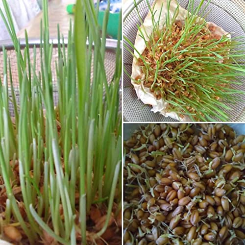 Amazon.co.jp: 麦 小麦 種 玄麦 自然栽培(農薬不使用 化学肥料不使用