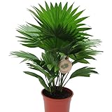 Livistona - Planta para el Hogar - Palmera Natural