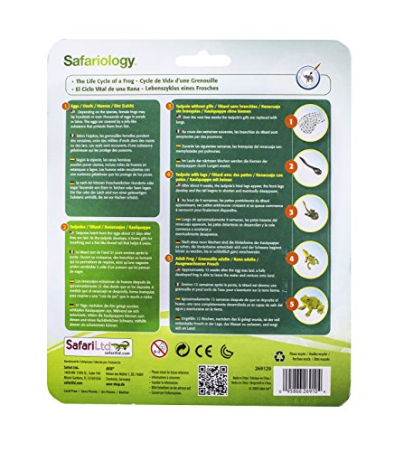 Safari Ltd Life Cycle Of A Frog #TOP2