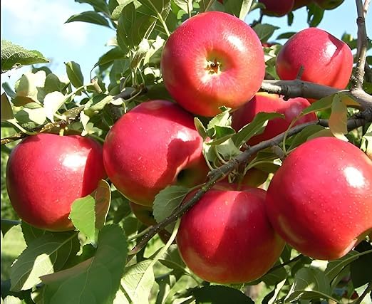 HRMN-99 Apple hybrid Sweet & healthy grafted fruit plant pack of 1 (B0CV13MSXL) Amazon Price History, Amazon Price Tracker