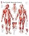 Muscular System Female chart: Wall Chart
