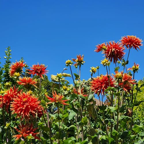 In Conversation with Alexis Koefoed