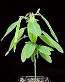 Dancing Tree Dancing Grass Telegraph Plant (Codariocalyx Motorius) 5 seeds!