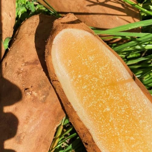 Semillas de yacón - exóticas huerta semillas de jardín variedades antiguas de balcón semillas para camas elevadas 10pcs