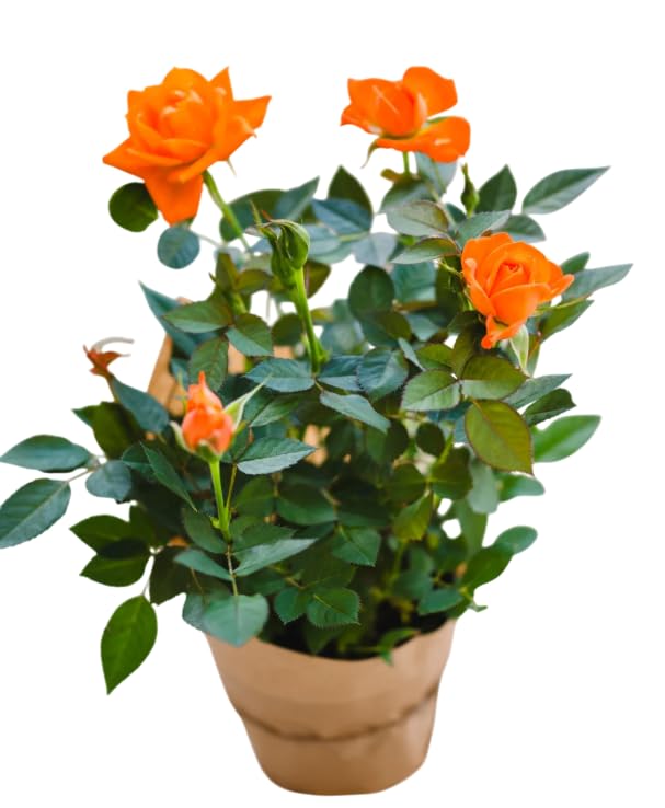 Live Mini Rose Bush Orange