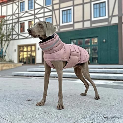 Vêtements pour animaux de compagnie lors des balades sous la neige