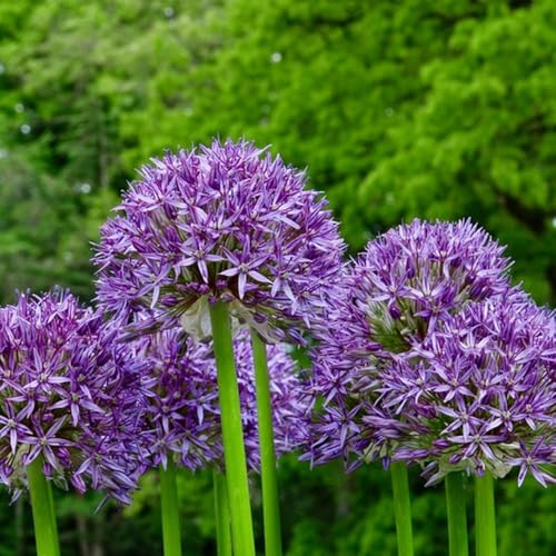 Semi di Allium giganteum, Semi di porro gigante, decorazione da giardino per esterni da esterno resistenti vecchie varietà regali per gli amanti del giardino 120pcs