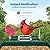 Bird Feeder with Camera,2K Live View,WiFi Smart Bird House with Cam Solar Powered for Outdoor,Night Vision,AI Identify,Auto Record Video,Real-Time App Alerts,Birdwatching Gifts for Family,Birds Lover