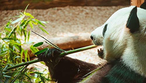 Bamboo Tabashir Extract (Highest Strength Silica) 400G #TOP5