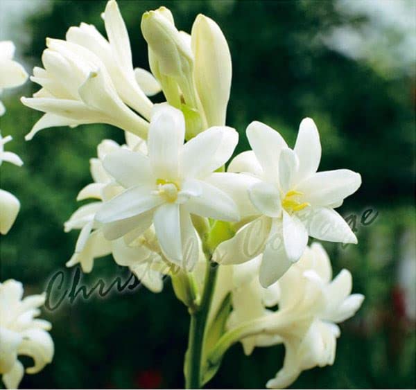 Blue Magic Design Fragrant Polianthes Tuberosa The Pearl Summer Gardening Bulb Corms Perennial White Flower Plant [6 Bulbs]