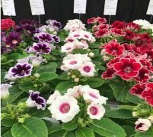 100pcs Fresh Mixed Gloxinia Flower Seeds Fast Growing Suitable for Indoor & Outdoor Gardens