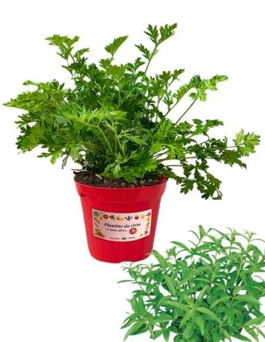 Pianta Di Erba Luigia In Vaso 14 Cm - Aromatica Al Profumo Di Limone, Per Infusi, Liquori, Cucina - Foto 4