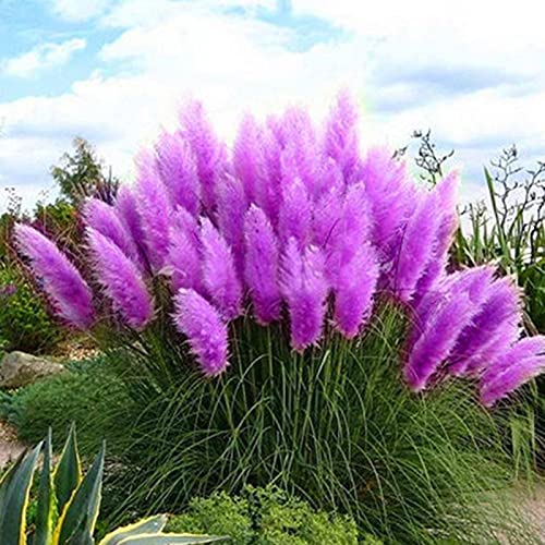 300 Stück Pampasgras-Samen, Pflanze, Heimbüro, Ornament, Garten, Bonsai, DIY-Dekoration für Frauen, Männer, Kinder, Anfänger, Gärtner, Geschenk, Gelb - Image 4