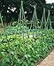 EcoStake Garden Stakes 3Ft 50 Pack, 1/4-Inch Dia Ecofriendly Plant Stakes/Tomato Stakes/Green