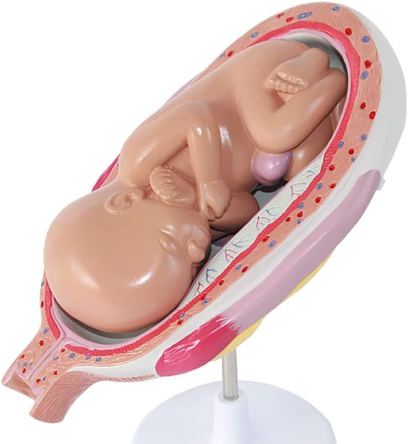 NF Fetal Development Anatomical Models 8pcs Medical Fetus Development Pregnancy Anatomy Science Teaching Model