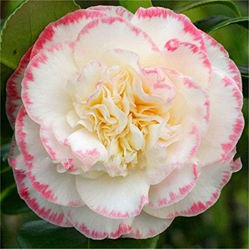 . 20 pc/sacchetto bonsai della camelia piante di giardino domestiche di fiori bonsai arcobaleno piante bonsai colore rara pianta: 15: Only Seeds - Afbeelding 5