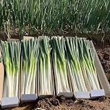 semillas de cebolla de verdeo, cebolletas Decoraciones jardín exteriores jardín, resistentes, vida, resistentes en 250pcs