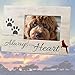 Dog Memorial Picture Frame - Always in My Heart Cardinal and Paw Print Design - Dog or Cat Loss Picture Frame Distressed Wood Background