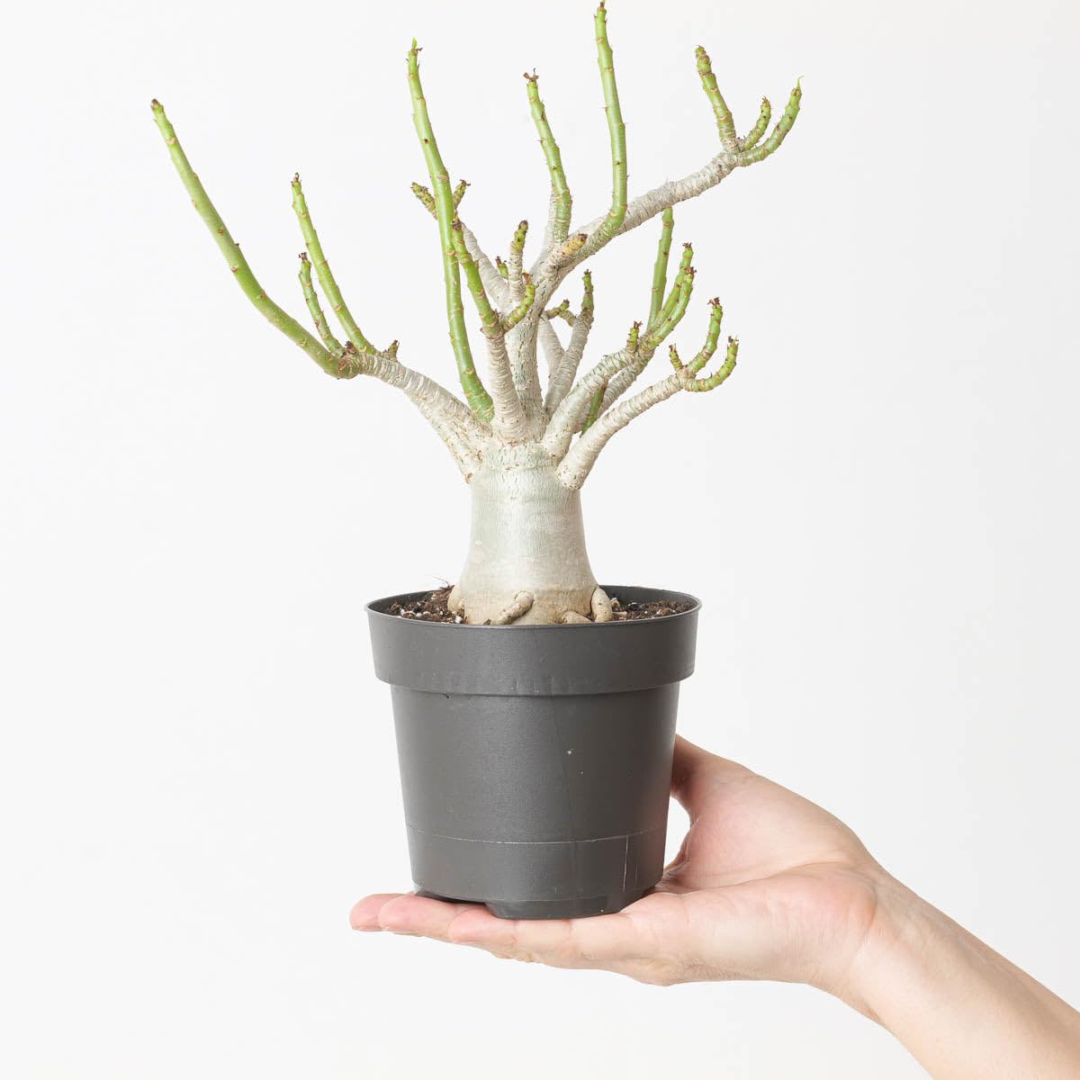 Adenium arabicum 'Baobab' - Rare Miniature Baobab Tree-Like Succulent - Desert Rose Houseplant, Easy Care 12cm