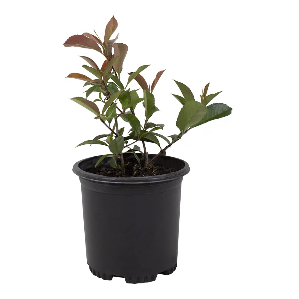 Red Tip Photinia by Plants for Pets