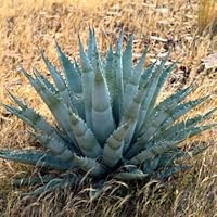 Amazon｜【種子】Agave Applanata◇アガベ・アプラナータ◎孫悟空