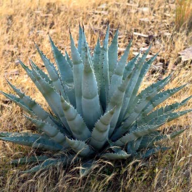 Amazon｜【種子】Agave Chrysantha◇アガベ・クリサンサ◎ゴールデン