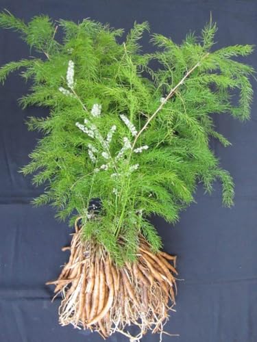 Image of LIVE PLANT (SMALL, SHATVARI)