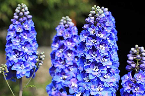 Sky Blue Delphinium Tall Seeds About 30 Seeds 6Lx3W #TOP1
