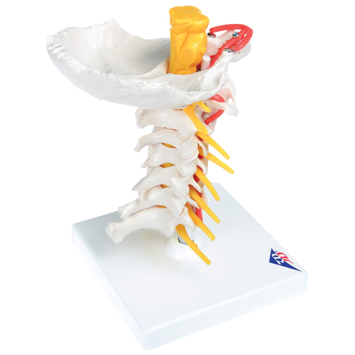 3B Scientific A72 Colonna Vertebrale Cervicale + software gratuito di anatomia - 3B Smart Anatomy