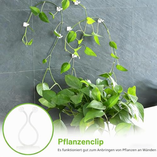 50 Stück Pflanzenclips Wand,Pflanzen Wandhalterung,Clip Selbstklebender Befestigung,Großer Kletterpflanzen,für Rankhilfe Kabelorganisator Kletterhilfe Innenpflanzen Wand Gartenbau Gemüse(Weiß)