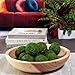 ANDALUCA Decorative Green Moss Balls Bowl Filler Orbs (Pure Moss)